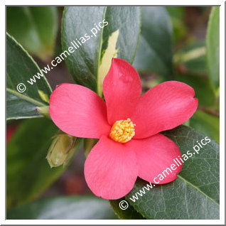 Camellia Japonica 'Kinsekai'