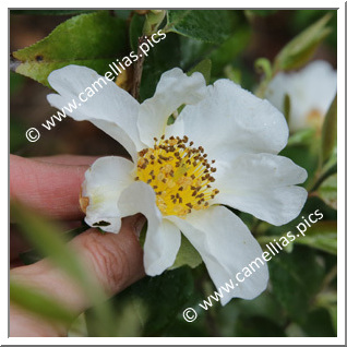 Camellia Species 'C. kissii'