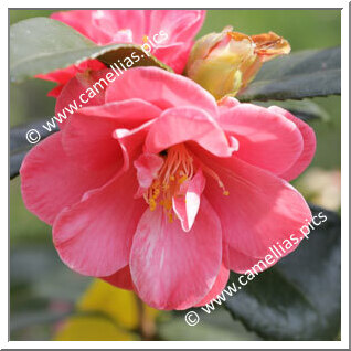 Camellia Japonica 'Kitazawa-kingyo'