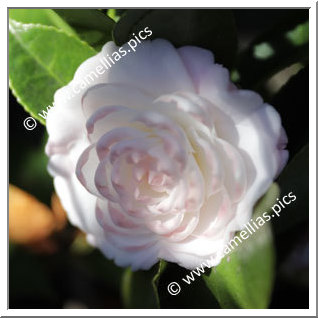 Camellia Japonica 'Kitty'