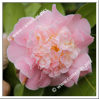 Camellia Japonica 'Kitty Berry '