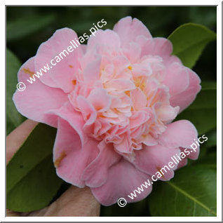 Camellia Japonica 'Kitty Berry '