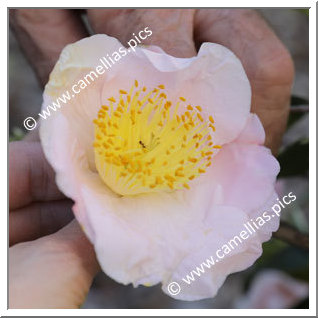 Camellia Camellia Japonica de Higo 'Kiyô'