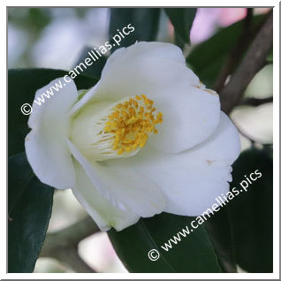 Camellia Japonica 'Kiyoka'