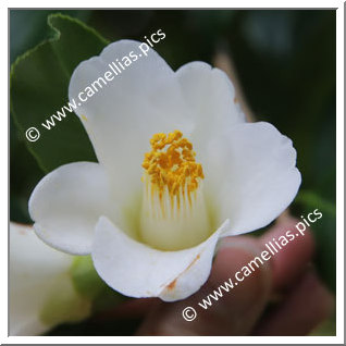 Camellia Japonica 'Kiyoka'