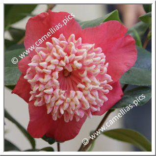 Camellia Japonica 'Kiyomasa'