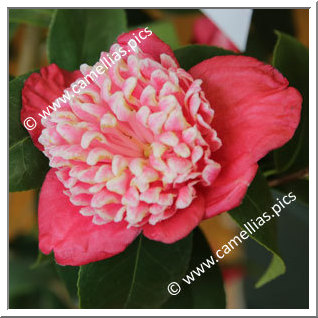 Camellia Japonica 'Kiyomasa'