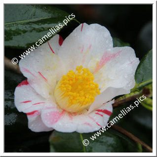 Camellia Japonica 'Kizuna'