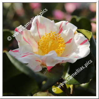 Camellia Japonica 'Kizuna'