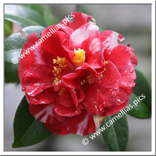 Camellia Japonica 'Dixie Knight Supreme'