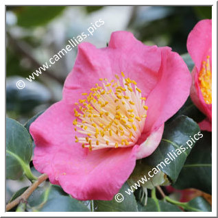 Camellia Higo Camellias 'Kôbai'