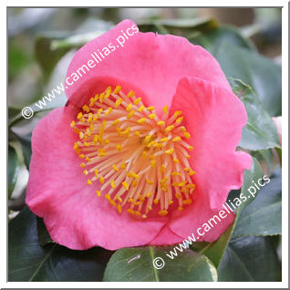 Camellia Camellia Japonica de Higo 'Kôbai'