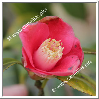 Camellia Japonica 'Kôbu-wabisuke'