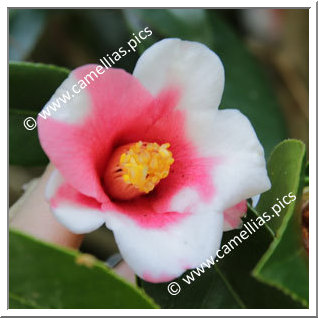 Camellia Wabisuke 'Kochô-wabisuke'