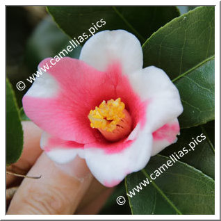 Camellia Wabisuke 'Kochô-wabisuke'