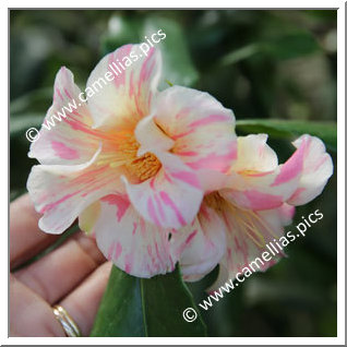 Camellia Hybrid 'Kogane-nishiki'