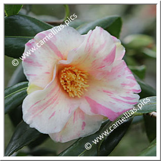 Camellia Hybride 'Kogane-nishiki'