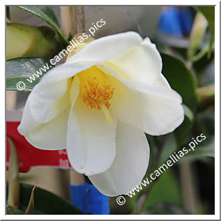 Camellia Hybrid 'Kogane-yuri'