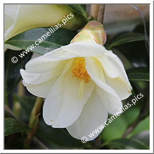 Camellia Hybrid 'Kogane-yuri'