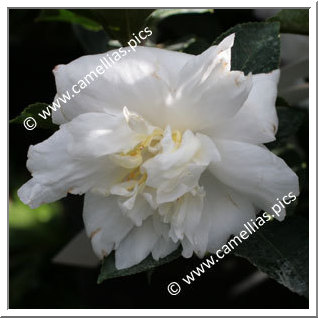 Camellia Sasanqua 'Kôgyoku'