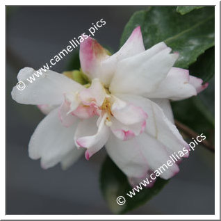 Camellia Sasanqua 'Kôgyoku'