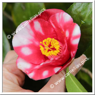 Camellia Japonica 'Kôhaku-bijin'