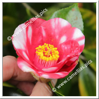 Camellia Japonica 'Kôhaku-bijin'