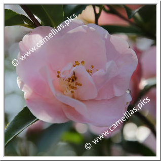 Camellia Hybride 'Kôhi'