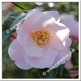 Camellia Hybride 'Kôhi'