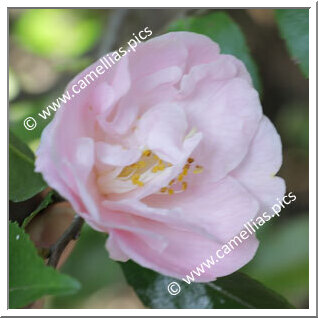 Camellia Hybrid 'Kôhi'