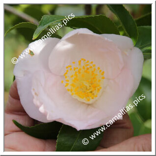 Camellia Japonica 'Kô-un'