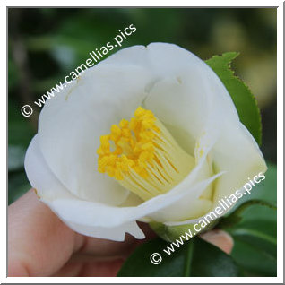 Camellia Japonica 'Suitengu-koimonogatari'