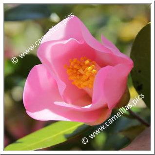 Camellia Hybride 'Kôki'