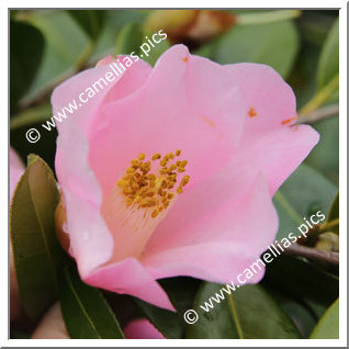 Camellia Hybride 'Kôki'