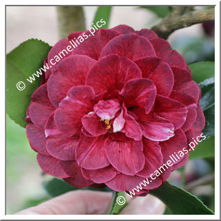 Camellia Japonica 'Kansai-kokuryû'