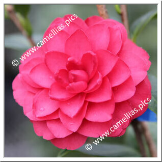 Camellia Japonica 'Kômyôji-otome'