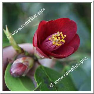Camellia Japonica 'Kon-wabisuke'