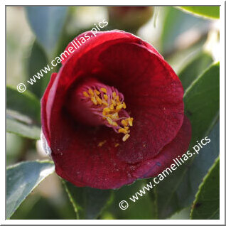 Camellia Japonica 'Kon-wabisuke'