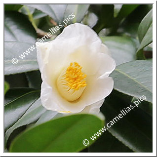Camellia Japonica 'Konomijiro'
