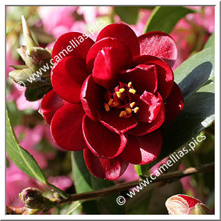 Camellia Japonica 'Konronkoku'