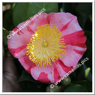 Camellia Camellia Japonica de Higo 'Kôraku'