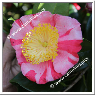 Camellia Camellia Japonica de Higo 'Kôraku'