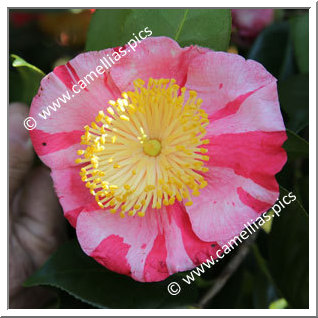 Camellia Higo Camellias 'Kôraku'