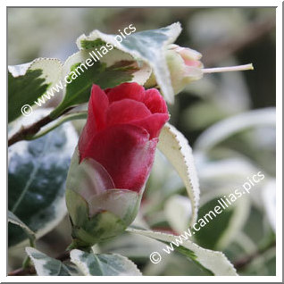 Camellia Japonica 'Koshi-no-fubuki'