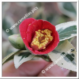 Camellia Japonica 'Koshi-no-fubuki'