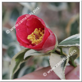 Camellia Japonica 'Koshi-no-fubuki'