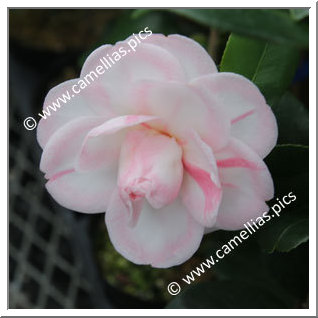 Camellia Japonica 'Koshi-no-reijin'