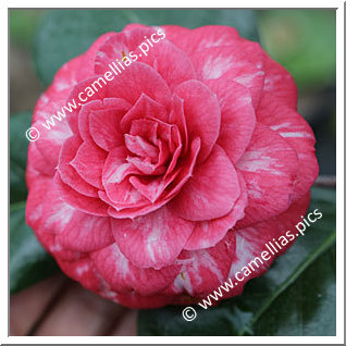 Camellia Japonica 'Kossuth'