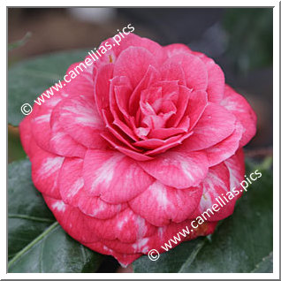 Camellia Japonica 'Kossuth'