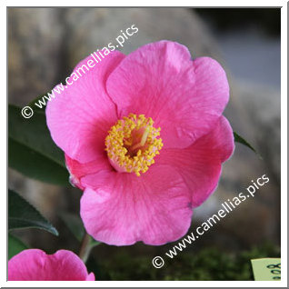 Camellia Hybrid 'Koto-no-kaori'